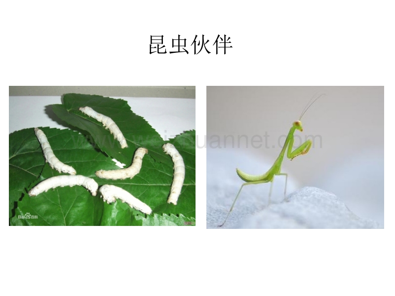 昆虫的生殖和发育课件.pptx_第3页