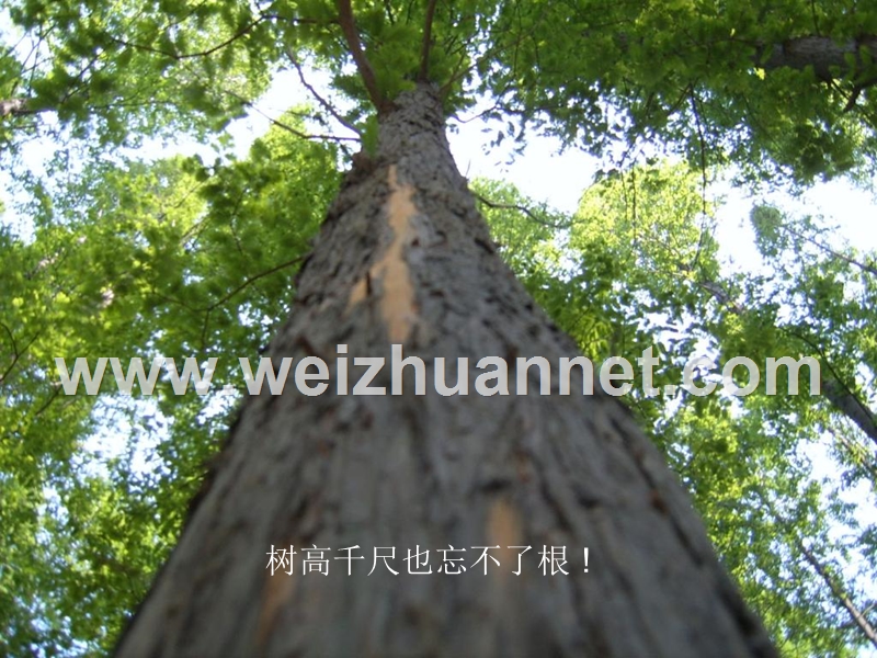 北师大版七年级生物营养器官的生长.ppt_第2页