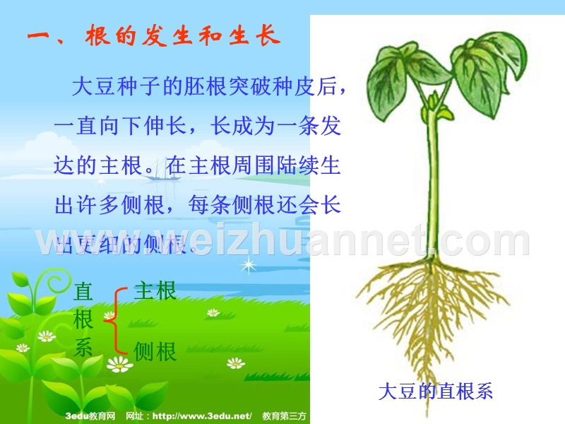 北师大版七年级生物营养器官的生长.ppt_第3页