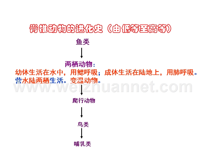 113两栖动物的生殖和发育课件.ppt_第2页