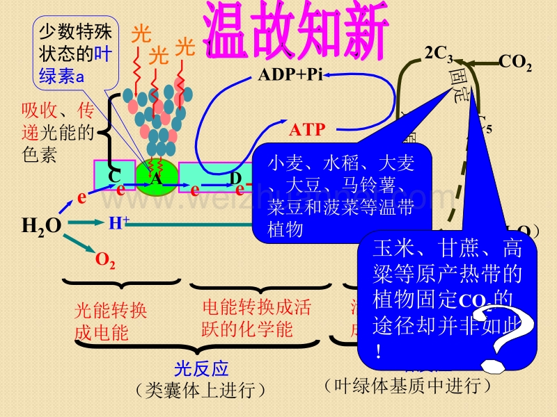 生物：2.1.2《c3植物和c4植物》课件2(人教大纲版全一册).ppt_第2页