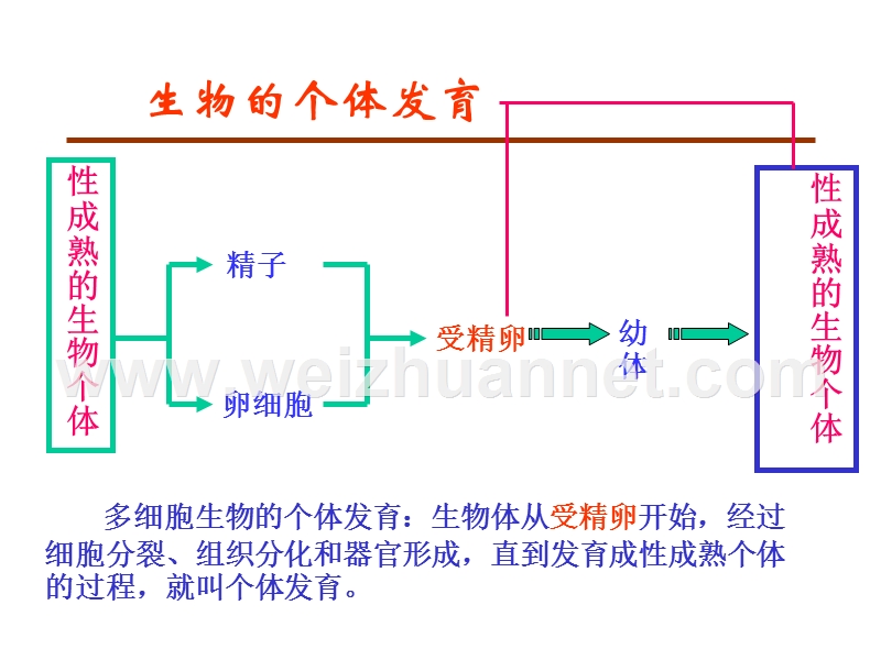 被子植物的个体发育---江门基础教育信息网.ppt_第2页