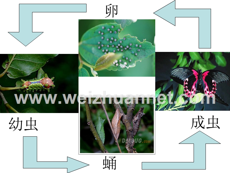 八年级生物下第二节-昆虫的生殖和发育课件人教版.ppt_第3页