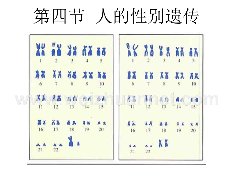 八年级生物人的性别遗传2.ppt_第2页