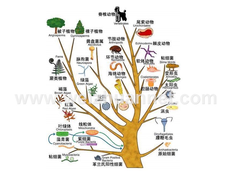 八年级生物生物的进化.ppt_第1页