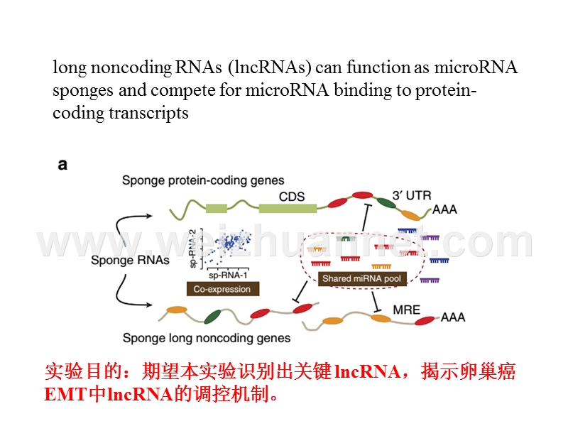 spongy-lncrna.ppt_第2页