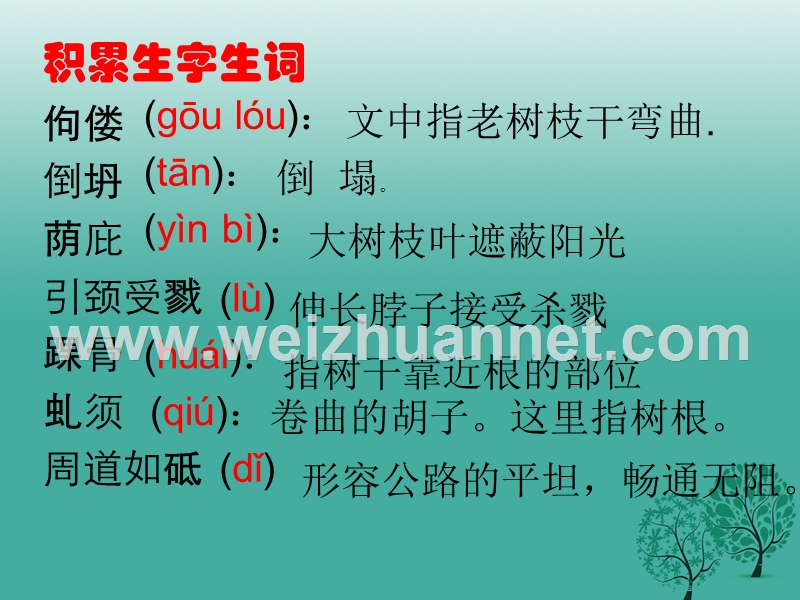 四川省乐山市沙湾区福禄镇初级中学九年级语文下册 9《那树》课件 （新版）新人教版.ppt_第3页