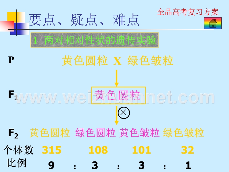 生物6.5基因自由组合定律.pps_第2页