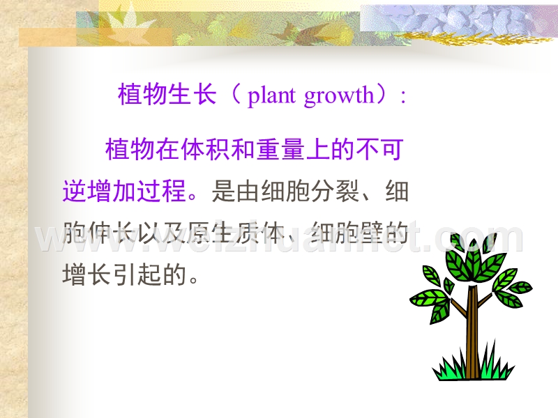 植物生理学教案--第七章生长生理.ppt_第3页