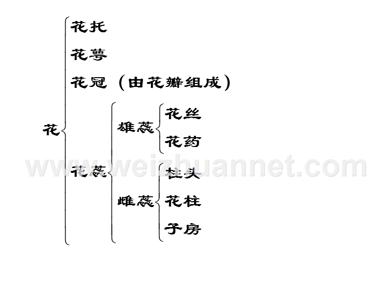 植物的个体发育--旧人教版.ppt_第3页