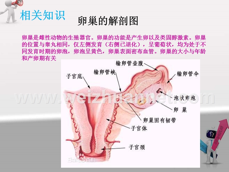 卵巢囊肿护理教学查房.pptx_第3页