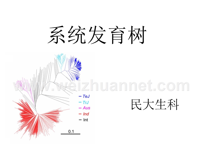 系统发育树.ppt_第1页