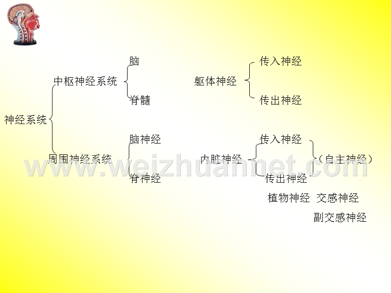 第八章-神经系统发育.ppt_第3页