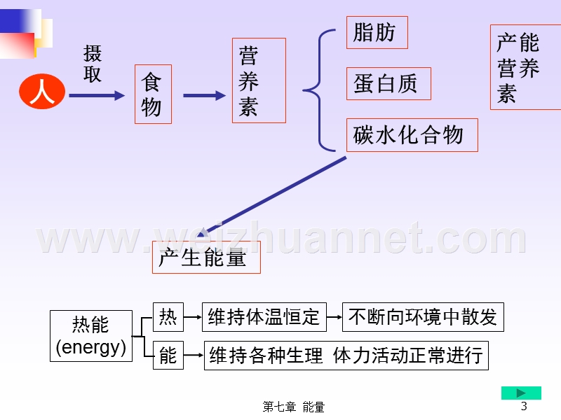 能量代谢.ppt_第3页