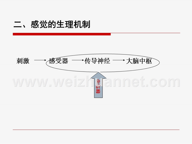 感觉(学生讲义-2013.3).ppt_第2页