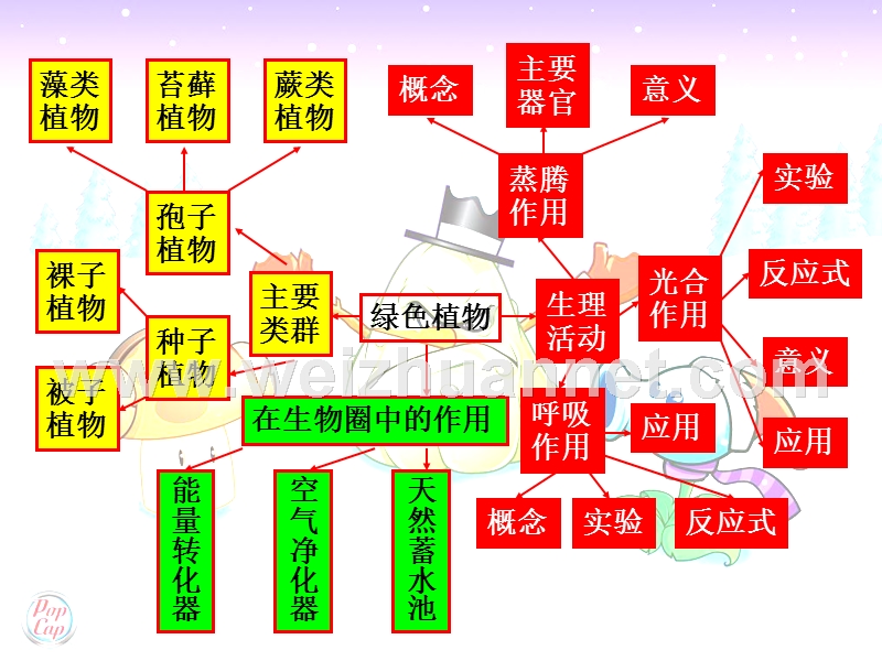 七年级上生物期末(一)植物复习测试.ppt_第2页