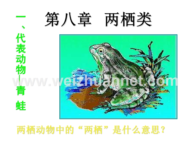 九年级生物两栖动物2.ppt_第1页