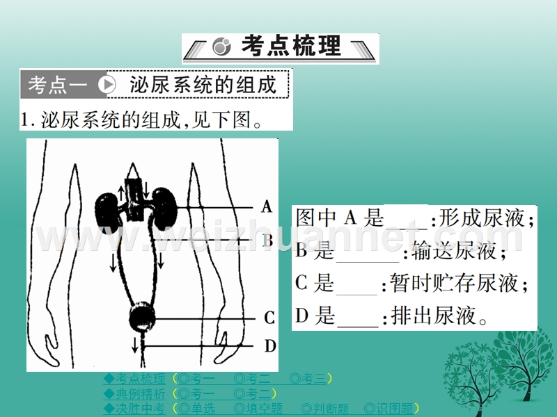 【巴蜀英才】2017春中考生物总复习 专题四 生物圈中的人 第4讲 人体废物的排出课件.ppt_第2页