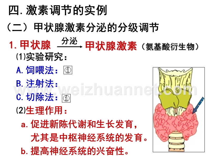 甲状腺激素反馈调节.ppt_第1页