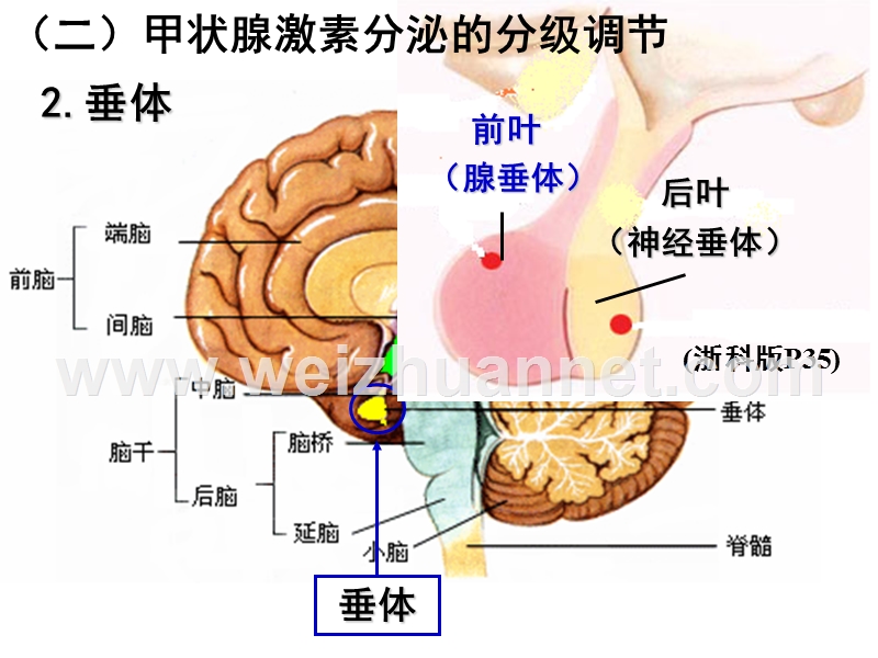 甲状腺激素反馈调节.ppt_第2页