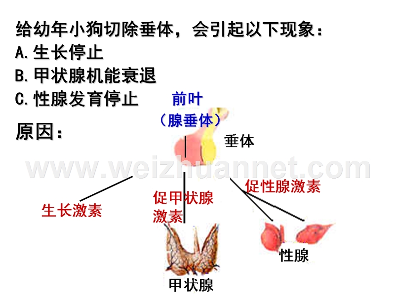 甲状腺激素反馈调节.ppt_第3页