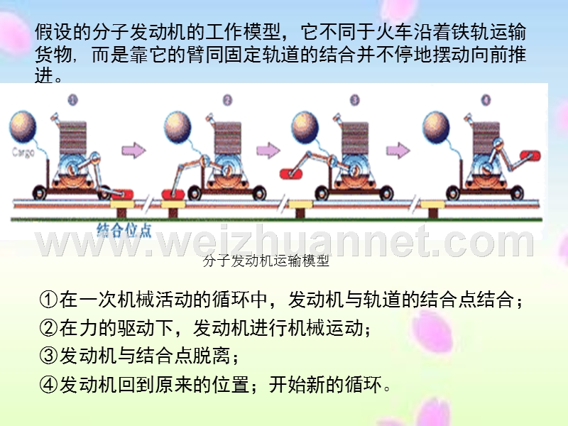 分子马达.ppt_第3页