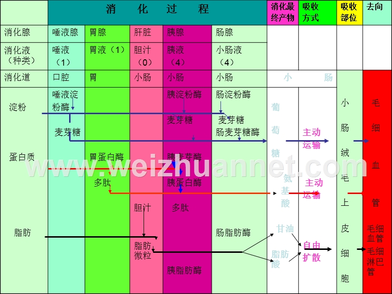 三大营养物质代谢.ppt_第3页