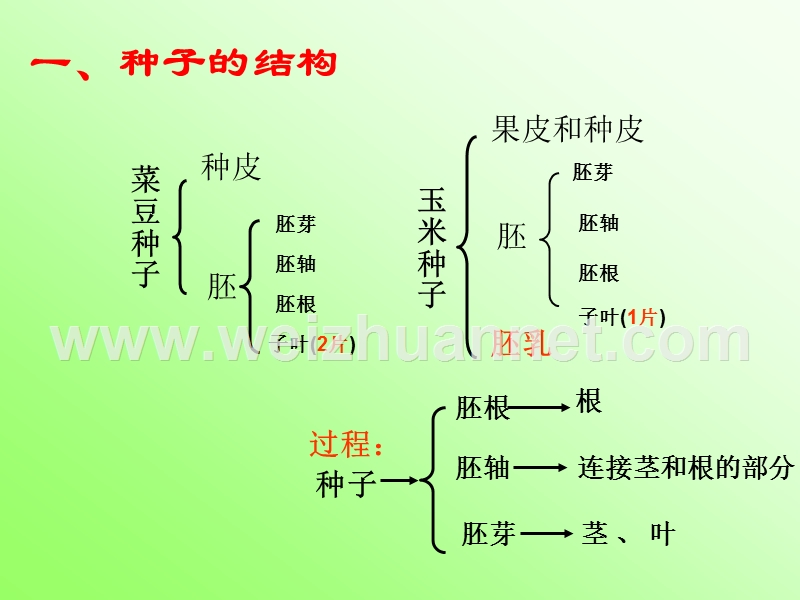 芽的发育.ppt_第2页