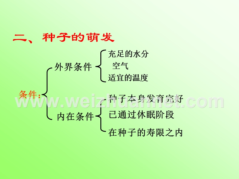 芽的发育.ppt_第3页