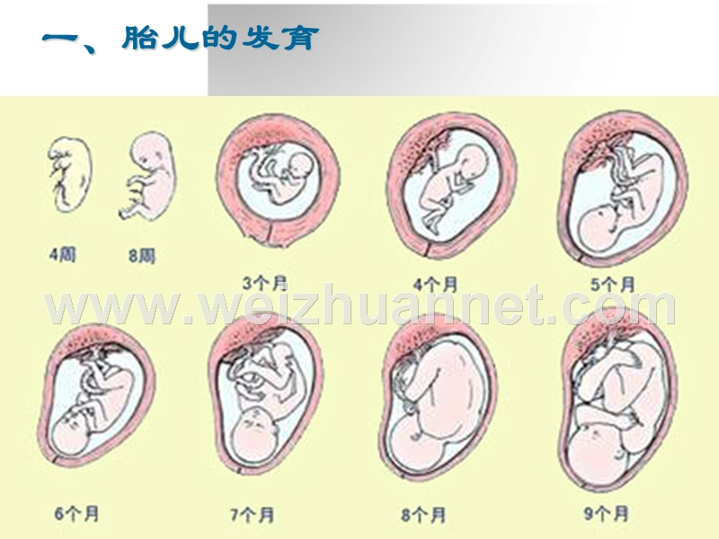 第二章-第二节胎儿发育及生理特点.ppt_第3页