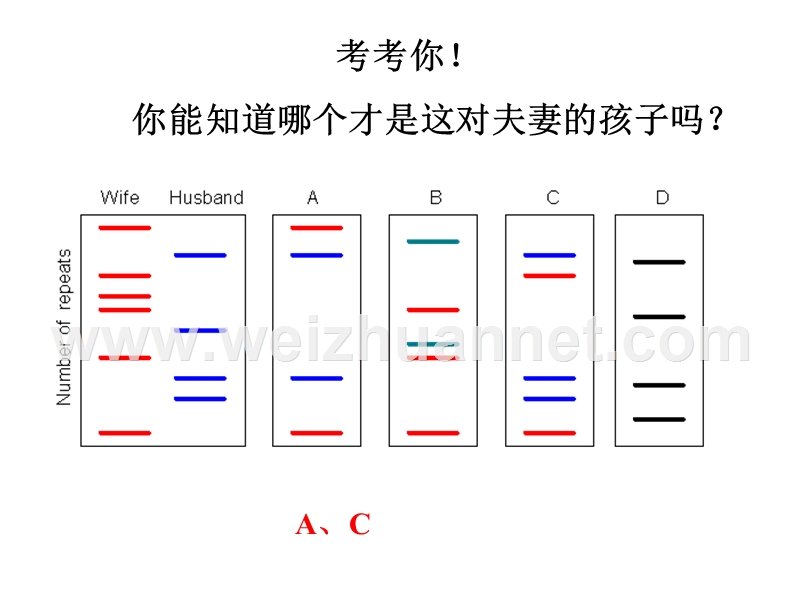 高三生物核酸.ppt_第3页