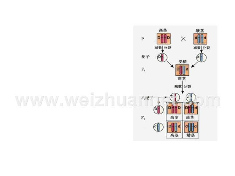 高二生物基因的自由组合规律7.ppt_第3页