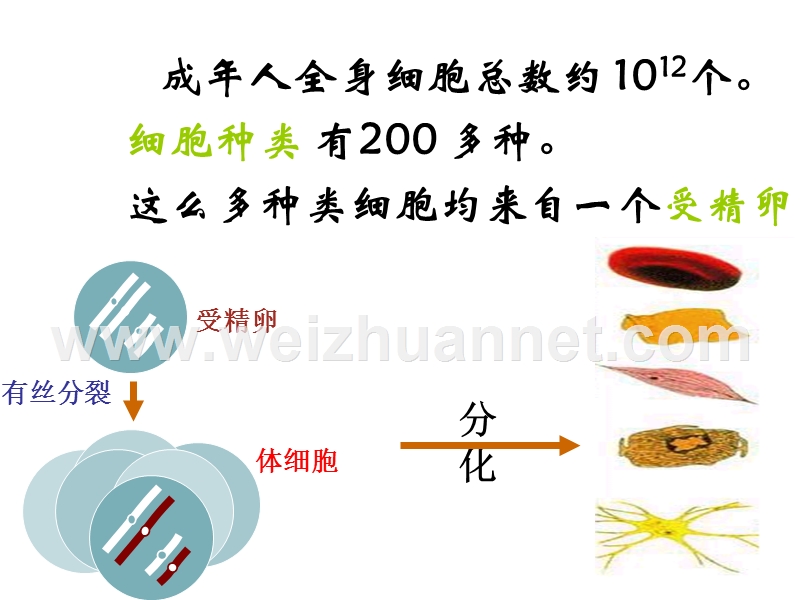 高一生物细胞的分化癌变衰老.ppt_第3页