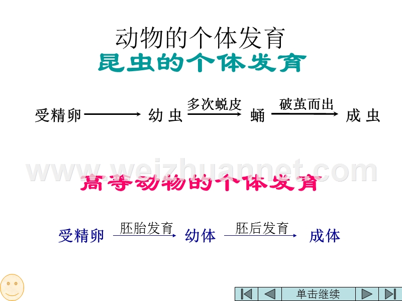 高二生物昆虫的个体发育.ppt_第1页