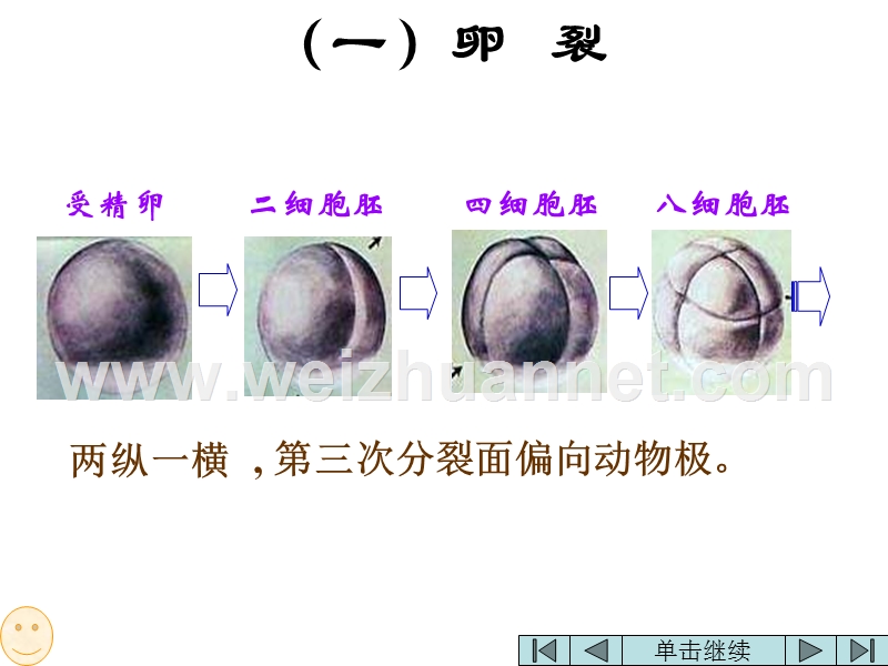 高二生物昆虫的个体发育.ppt_第3页