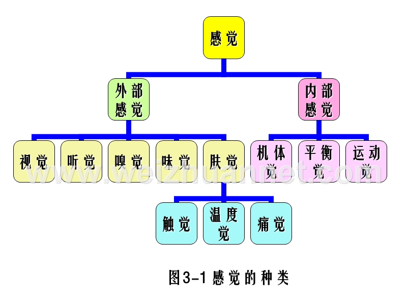 感觉与知觉.ppt_第3页