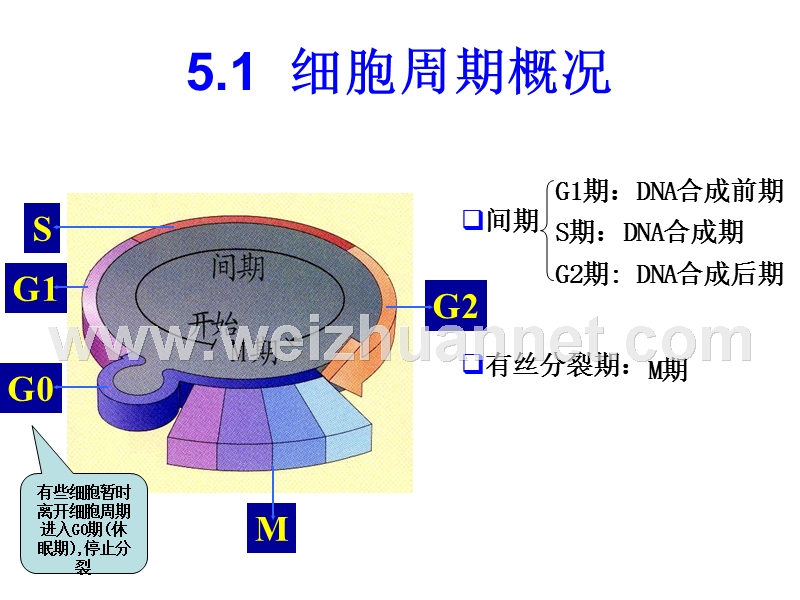 细胞周期及其调控.ppt_第3页