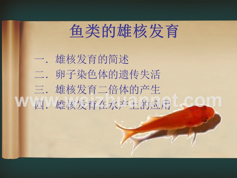 鱼类雄核发育.ppt_第2页