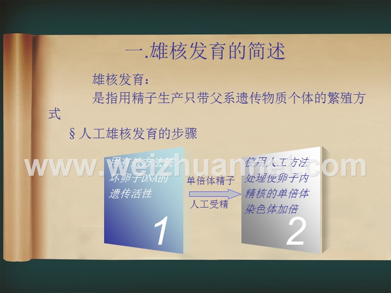 鱼类雄核发育.ppt_第3页