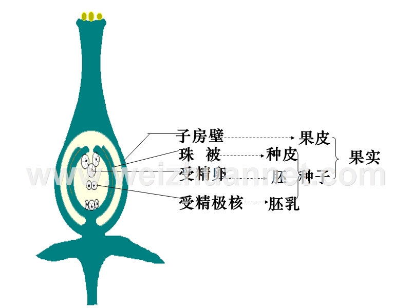 植物果实发育过程.ppt_第2页