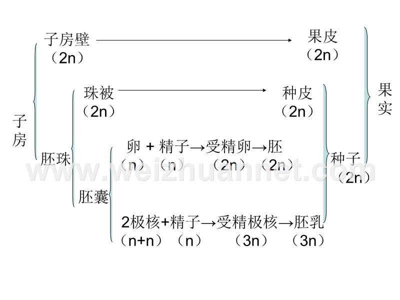 植物果实发育过程.ppt_第3页