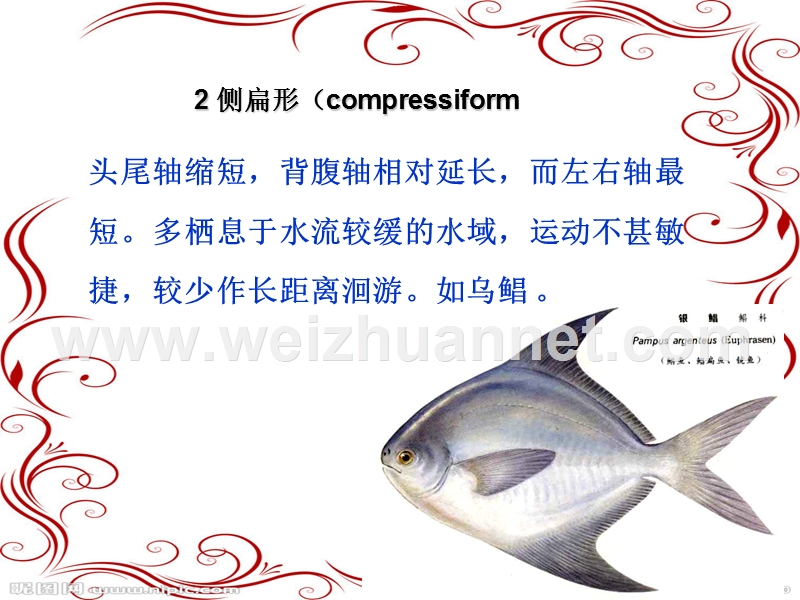 鱼的课前一讲.ppt_第3页