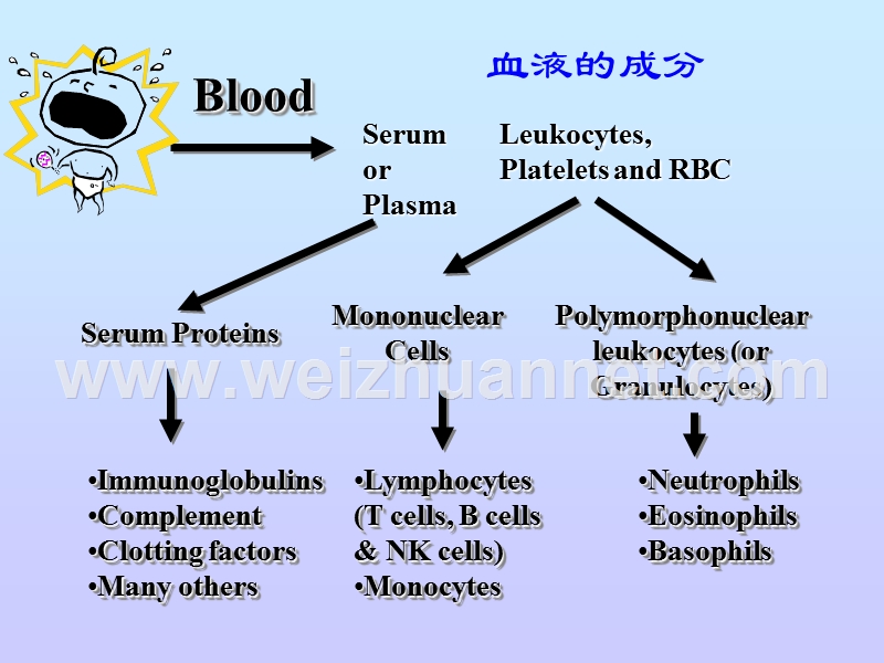 淋巴细胞库的发育.ppt_第3页