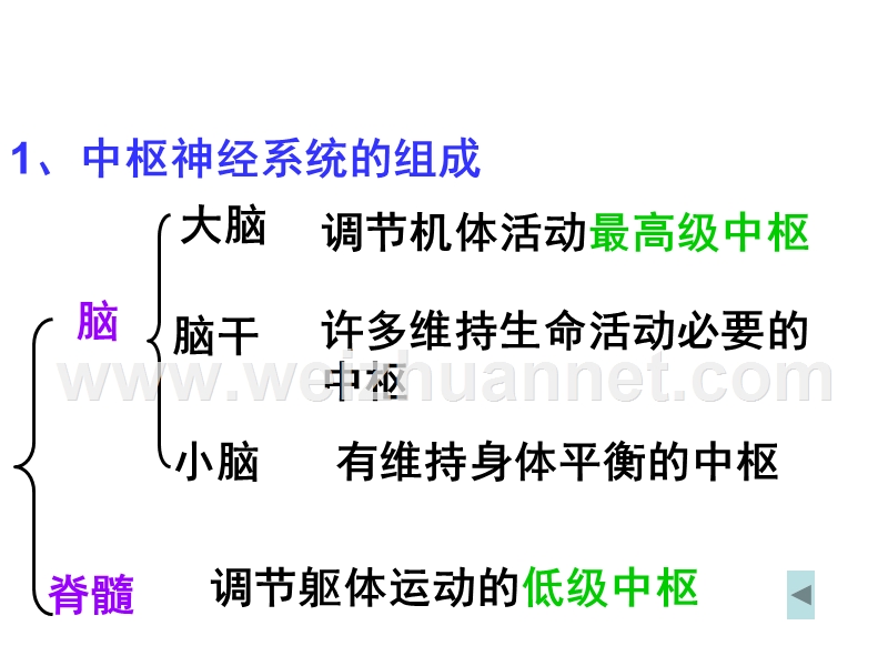 高二生物通过神经系统的调节3.ppt_第3页