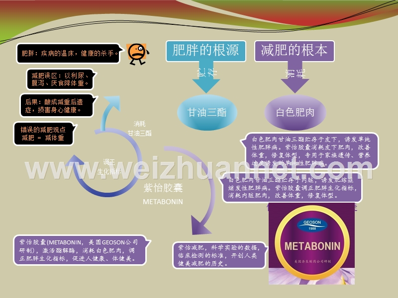 紫怡胶囊减肥宣传手册(更新)-1(1).ppt_第1页