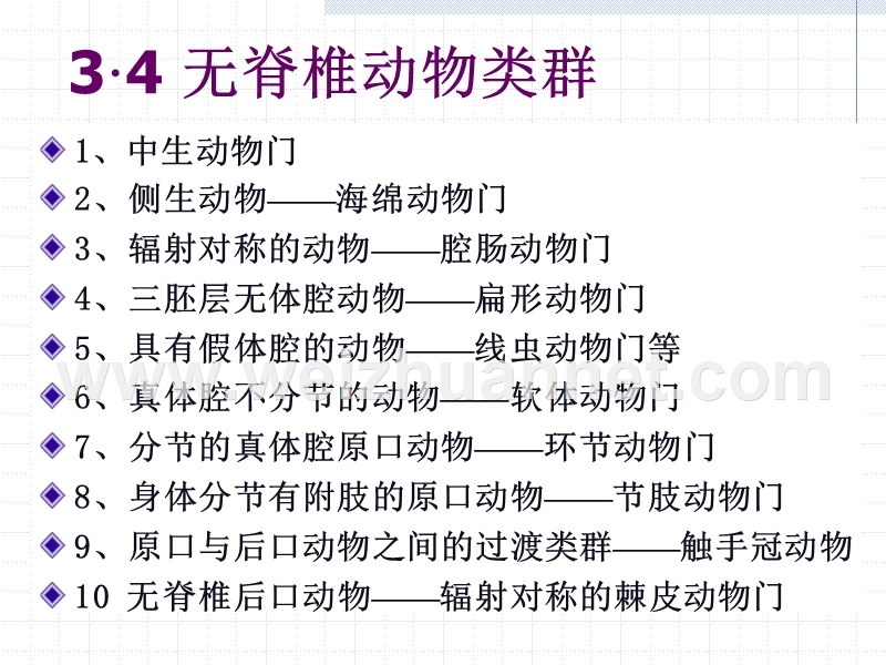 动物生物学一二、海绵动物microsoft-powerpoint-演示文稿.ppt_第1页