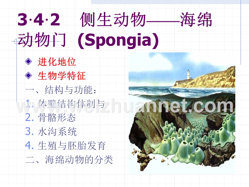 动物生物学一二、海绵动物microsoft-powerpoint-演示文稿.ppt_第3页