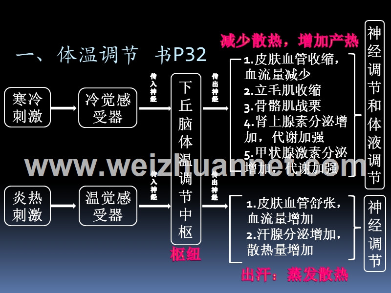 神经体液调节的实例.ppt_第2页