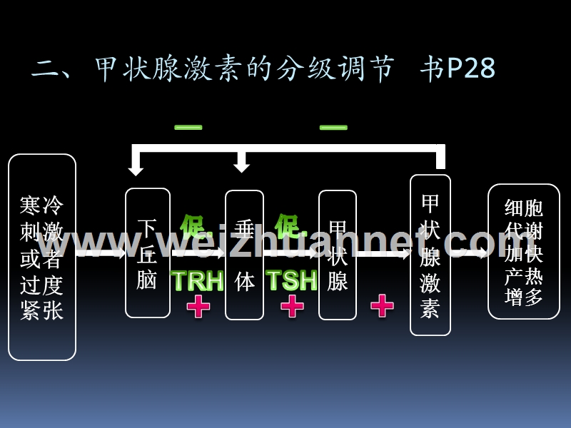 神经体液调节的实例.ppt_第3页