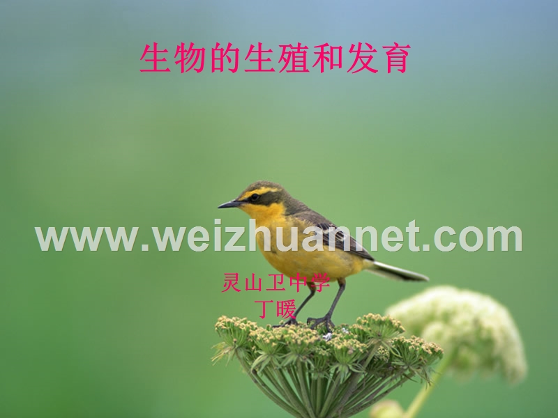 生物的生殖和发育1.ppt_第1页